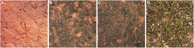 Soil-atmosphere fluxes of CO2, CH4, and N2O across an experimentally-grown, successional gradient of biocrust community types